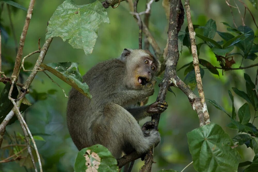 Макак крабоед. Обезьяна крабоед. Макака крабоед. Яванская макака. Macaca fascicularis.