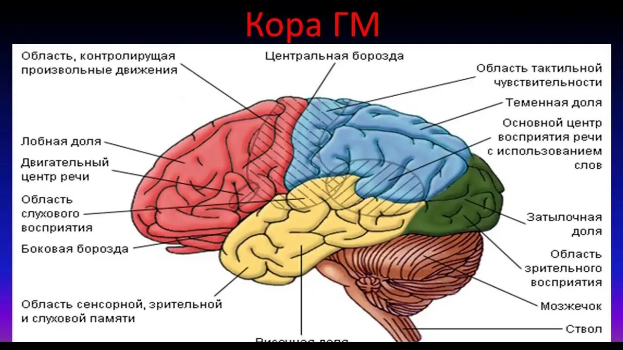 Строение головного мозга доли коры. Отделы головного мозга и доли полушарий. Функции задней коры мозга