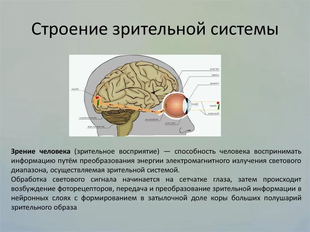 Какой мозг воспринимает информацию от органов зрения