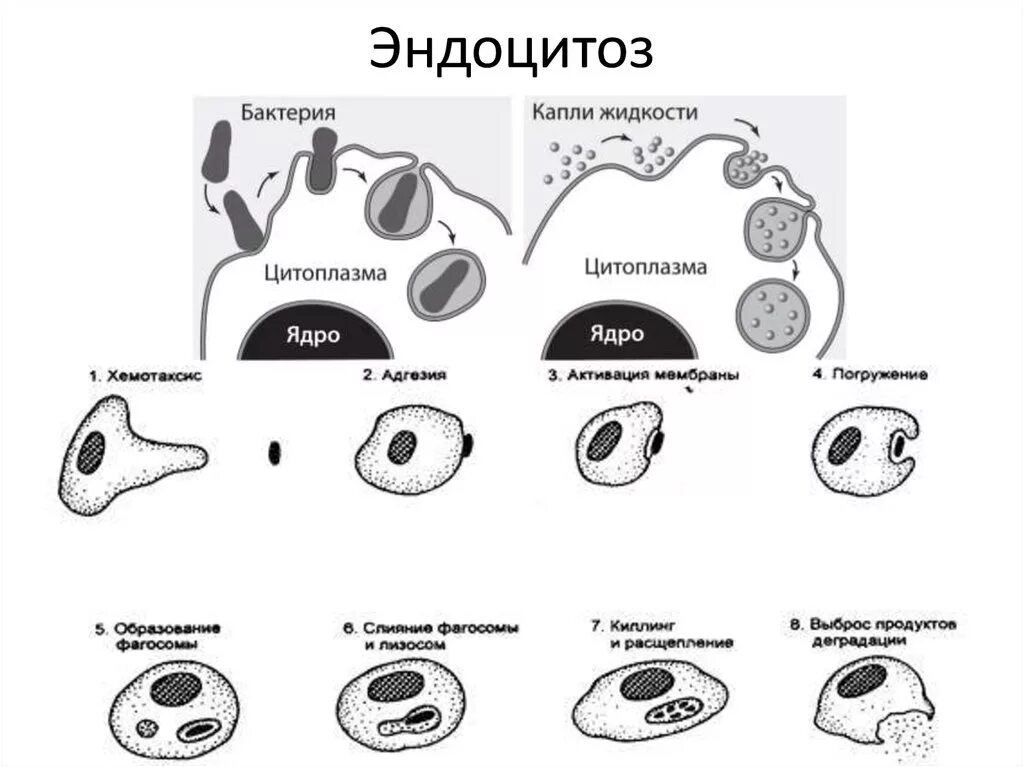 Фагоцитоз прокариот. Фагоцитоз и эндоцитоз. Фагоцитоз пиноцитоз экзоцитоз. Фагоцитоз и пиноцитоз схема. Эндоцитоз клетки.