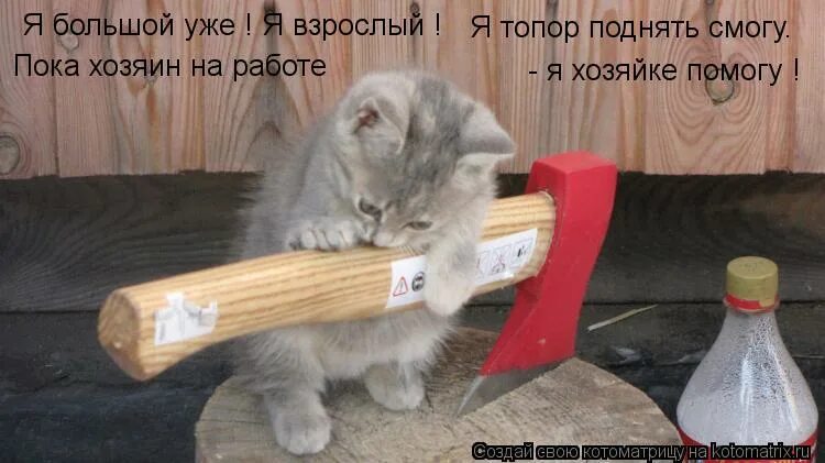 кот обманщик. кот записывает. работать пока хозяин. пока хозяин на работе. пока хозяин на работе.