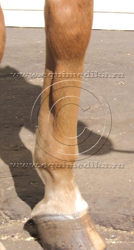 лошадь отек ноги