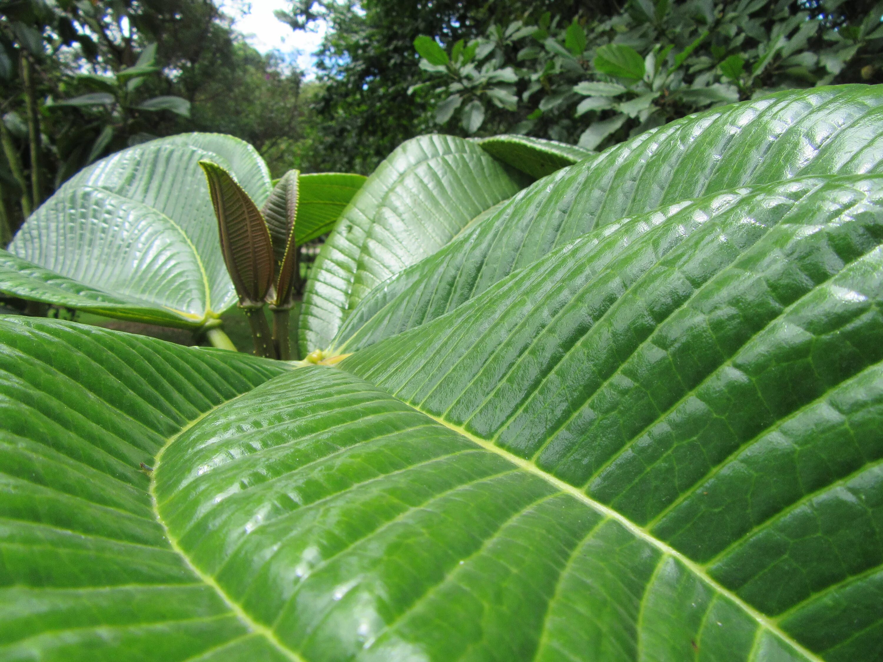 Tropical plant. Тропические растения. Большие листья. Тропическое растение с большими листьями. Тропические листья.