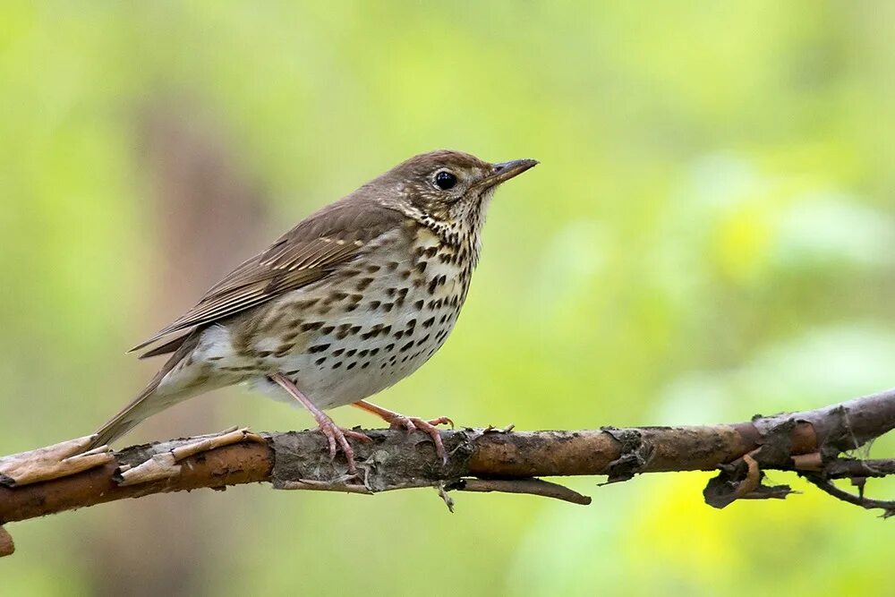 Дрозд певчий птица. Сизоголовый дрозд. Дрозд рябинник. Дрозд это. Дрозд-деряба (turdus viscivorus).
