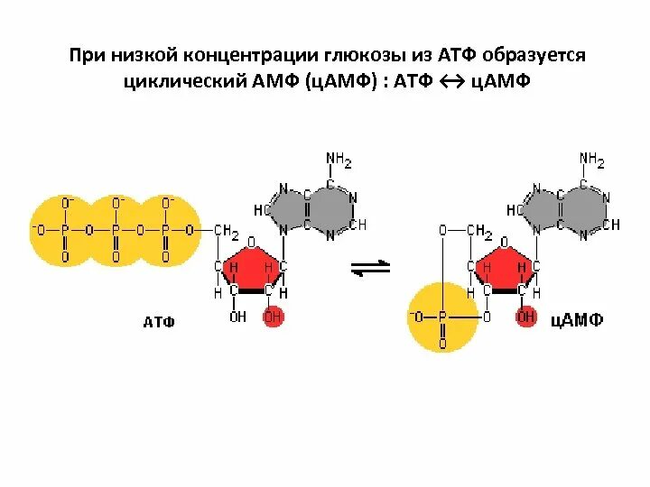 Синтез ЦАМФ из АТФ. АТФ И ЦАМФ структура. ЦАМФ строение. Образование ЦАМФ из АТФ.