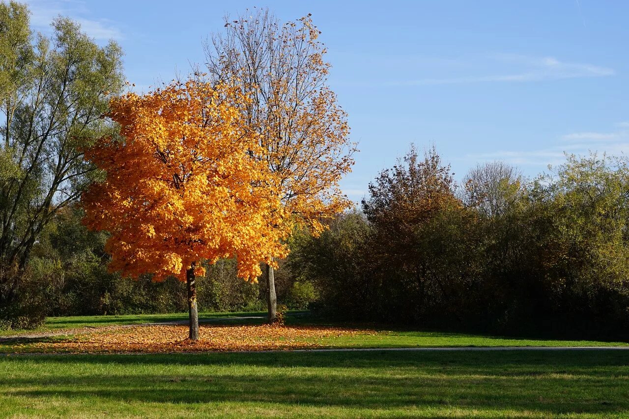 Картинки деревьев осенью. Золотая осень сбоку деревья. Осеннее дерево. Деревья осенью. Сень деревьев.
