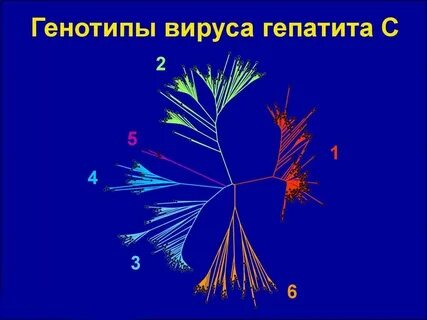 Генотип вируса гепатита b