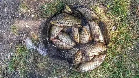 Где ловить карася