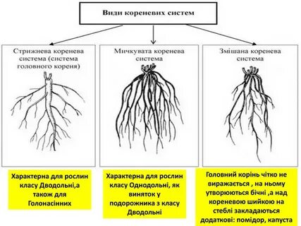 Корневая система характерна для