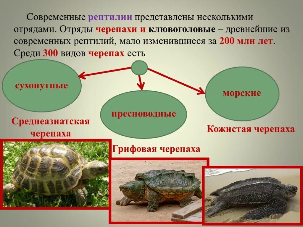 Черепахи 8 класс биология. Представители отряда черепахи класса пресмыкающиеся. Отряд черепахи биология 7. Отряд черепахи классификация. Пресмыкающиеся рептилии отряд черепахи.