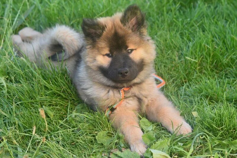 Евразийский шпиц фото Download wallpapers Eurasier, brown fluffy dog, forest, cute animals, Eurasian D