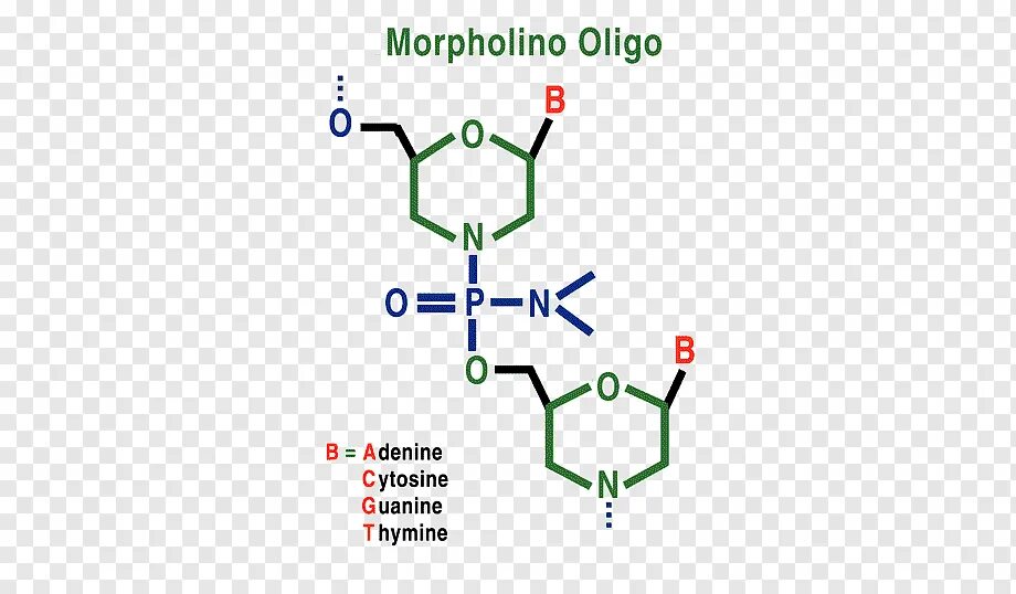 Вычисли угол рнк. Морфолино. Морфолиновые олигонуклеотиды. Терапия антисмысловыми РНК. Antisense morpholino.