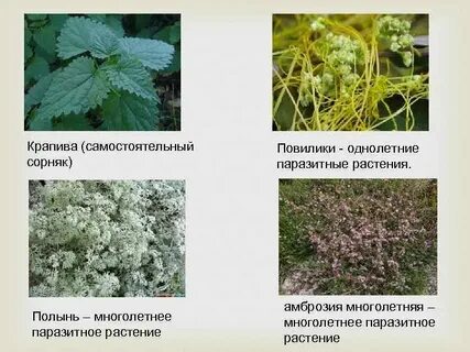 Многолетние сорные растения