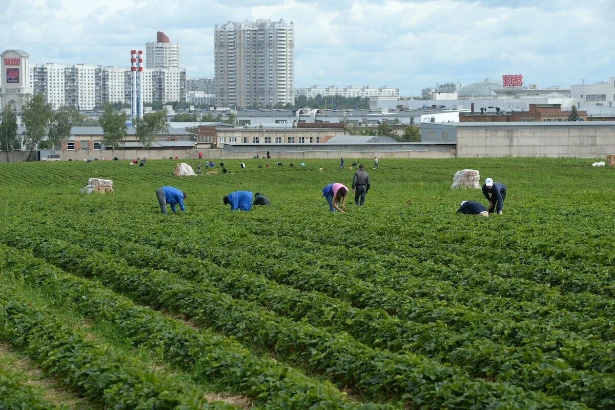 Где находится совхоз. Колхоз имени ленина московская область. колхоз имени ленина московская область грудинин. зао совхоз имени ленина. зао &quot;совхоз имени ленина&quot; поле.