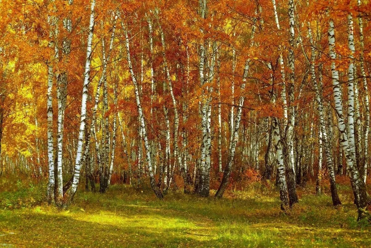 Осенняя дорога к дому позвала.... 2023 ДЕРЕВЕНЬКА - РОДНЫЕ ПРОСТОРЫ! ВКонтакте