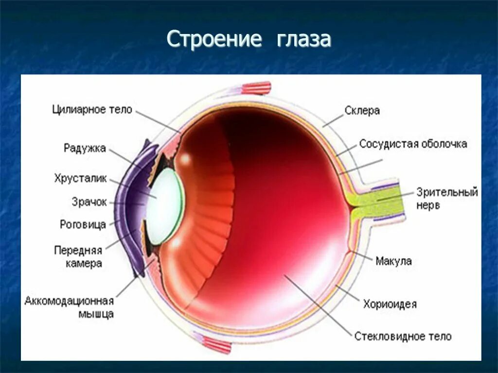 К оптической системе глаза относятся роговица хрусталик. Оболочки и структуры глазного яблока. Строение глаза роговица хрусталик. Склера глазного яблока анатомия. Строение глаза роговица радужка.