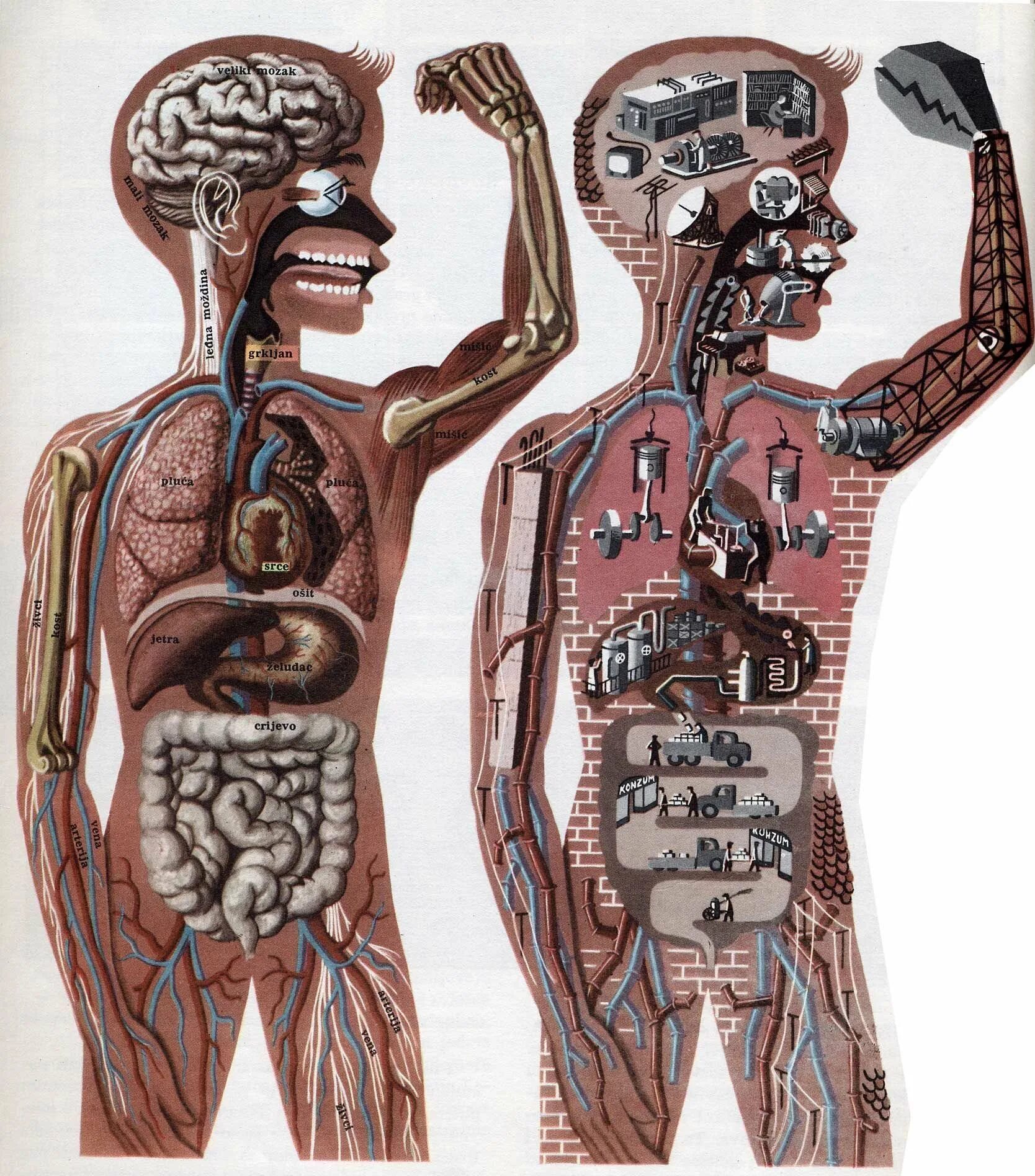 Организм человека и сам человек. Тело человека. Человеческий организм. Смешная анатомия. Анатомия человека медицина.