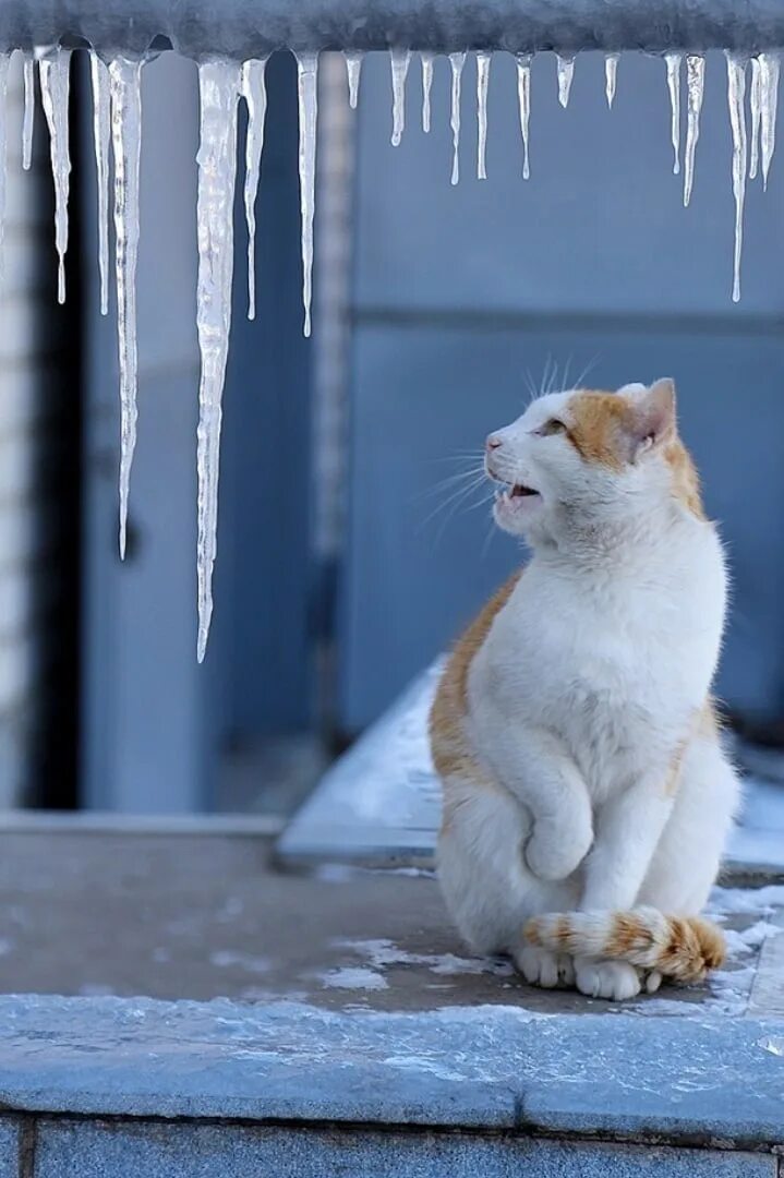 Мартовский кот. Кот и сосулька. Котенок и сосульки. Март кошки картинки смешные