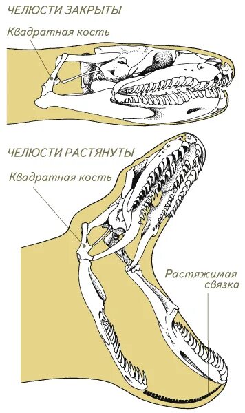 Челюсть рептилий. Строение челюсти неядовитой змеи. Строение челюсти питона. Строение челюсти Полоза. Строение челюстей змей.