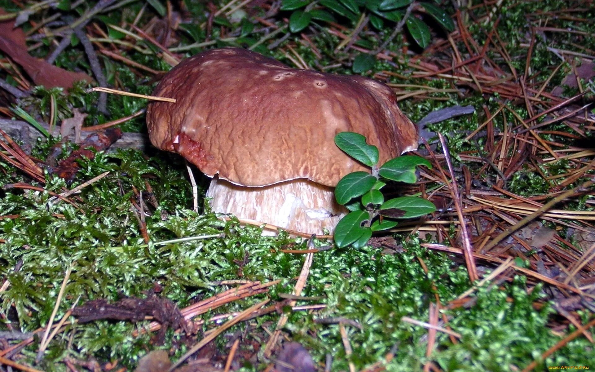 Шаман мухомор трип. Трип грибы псилоцибы. Печёночница обыкновенная гриб. Сигма под грибами. Дмт лсд псилоцибин.