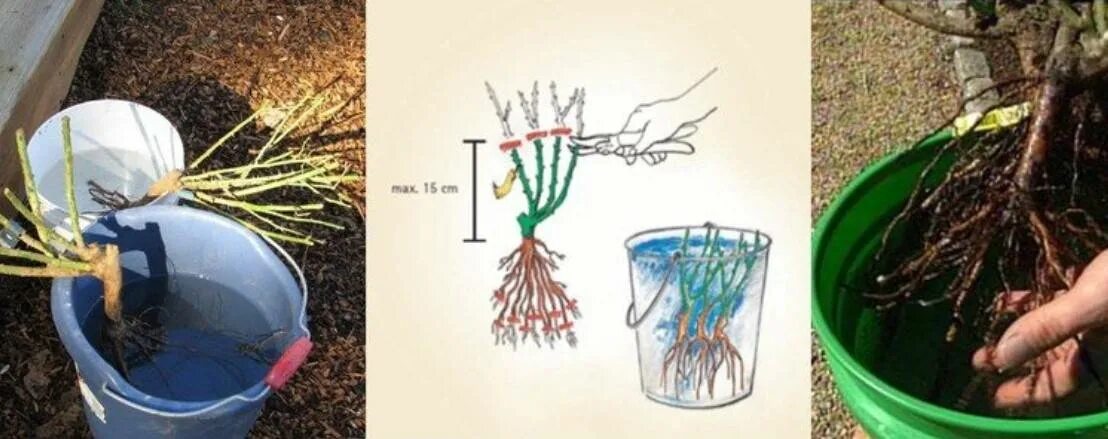 Как правильно сохранить розы. Отводки плетистой розы. Корни плетистой розы. Саженец на посадку розы плетистой. Посадка плетистой розы весной.
