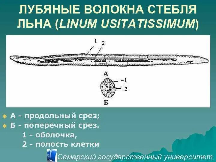 Лубяные волокна это. Лубяные волокна продольный срез. лубяные волокна стебля льна. строение волокна льна. продольный срез стебля льна.