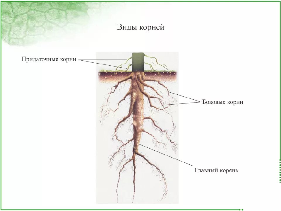 Корневая система растений 6 класс биология. Строение корня. Схема корня. Корень растения биология.