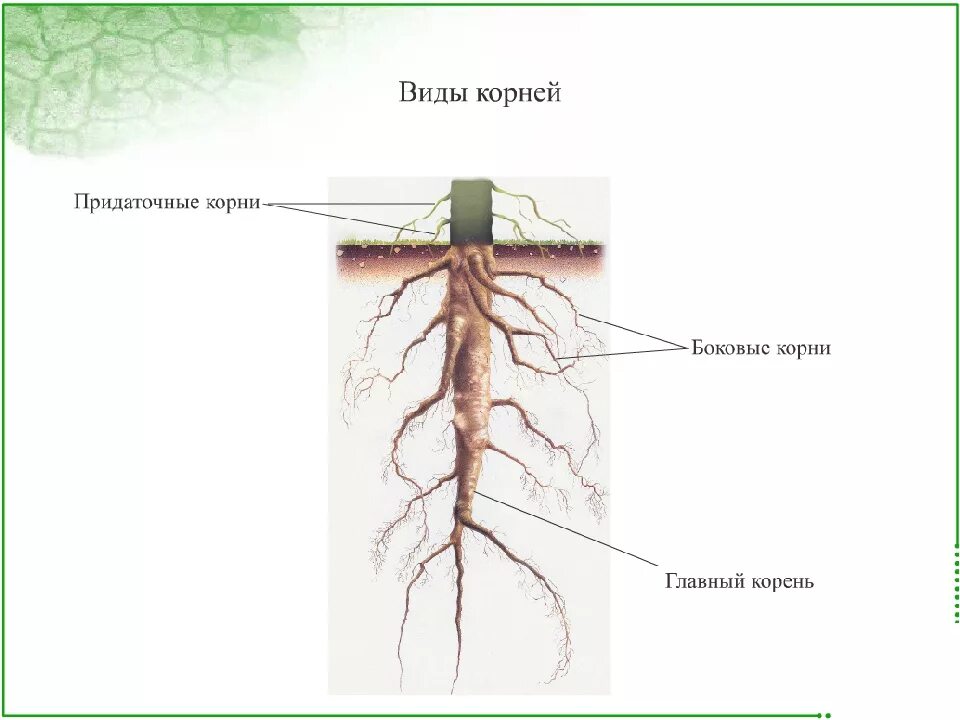 Корни растений тест