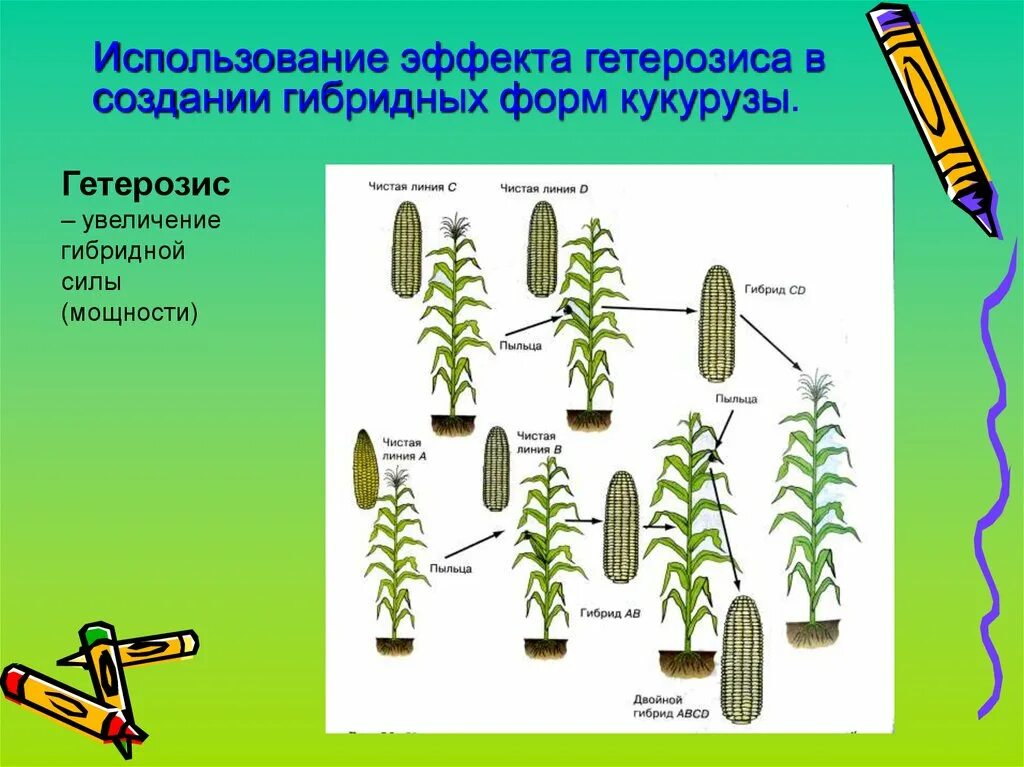 Чистые линии и форма