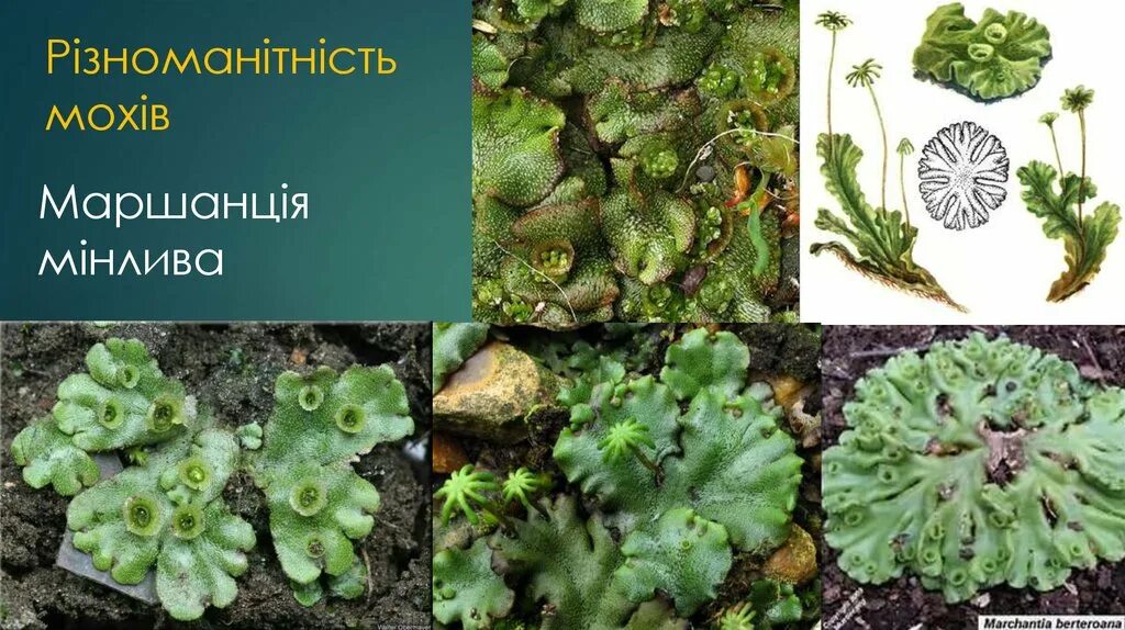 Маршанция значение в природе. Печеночный мох маршанция. мхи кукушкин маршанция. маршанция обыкновенная. лишайник маршанция.