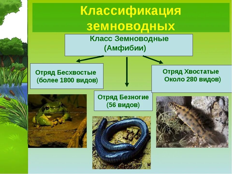 Три примера животных относящихся к земноводным. Хвостатые земноводные безногие земноводные. Отряд безногие хвостатые бесхвостые таблица 7 класс. Земноводные хвостатые бесхвостые безногие. Класс земноводные или амфибии отряд безногие.