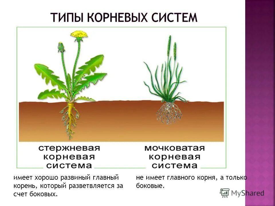 Корни одного растения называют корневой системой потому. Типы корневых систем. Корневые системы растений. Типы корневых систем у растений. Растения с разными корневыми системами.