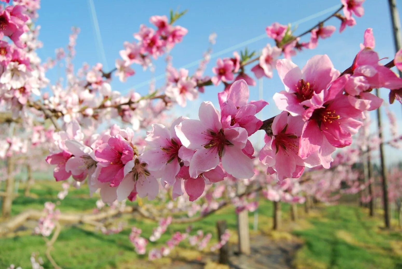 Big blossom. Черри блоссом. Черри блоссом Найт. Рынок черри блоссом. Сакура гуллари.