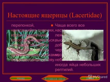 Гадюка отряд чешуйчатые