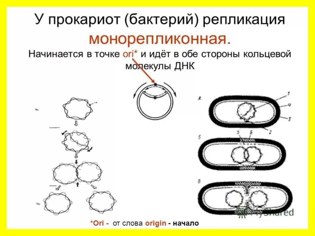 Бактерия замкнутая днк. Репликация ДНК У прокариот. Механизм репликации ДНК У прокариот. Репликация ДНК У прокариот схема. Схема репликации эукариот.