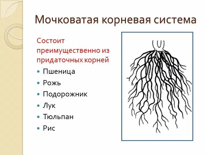 Что относится к корневым. Стержневая и мочковатая корневая система. Растения с мочковатой корневой системой. Растения с стержневой мочковатой системой. Строение мочковатой корневой системы.