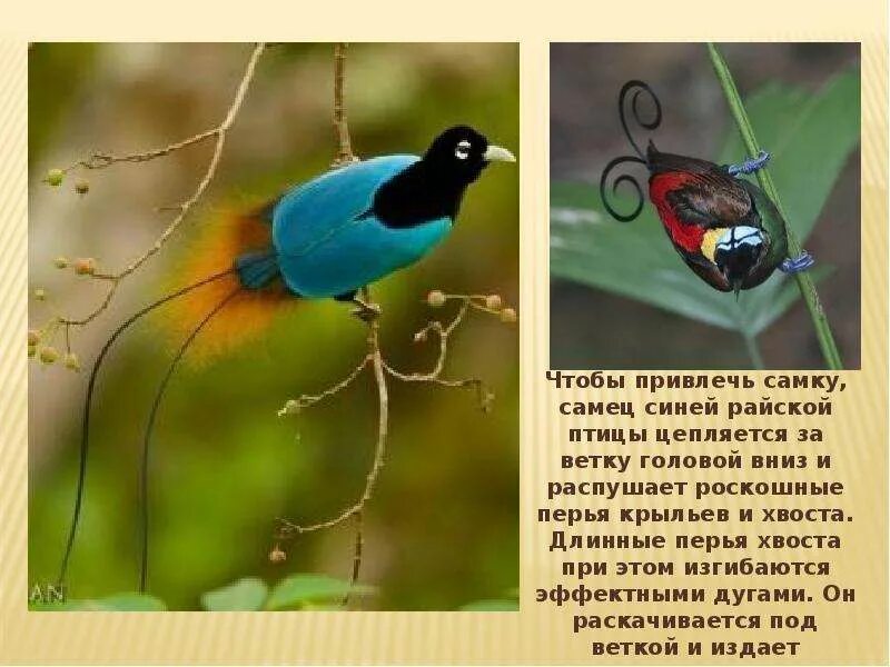 Самки птиц. Самец райской птицы привлекает самку. Самцы птиц в брачный период. Познавательные картинки. Привлечь самку.