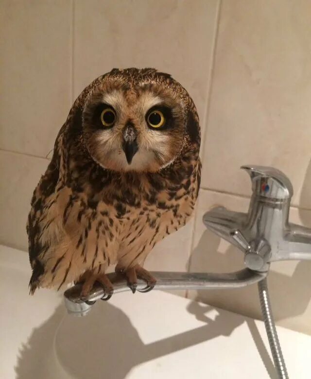 совы полярные. совы домашние живые. совы домашние живые. ручные совы живые. сова сплюшка.