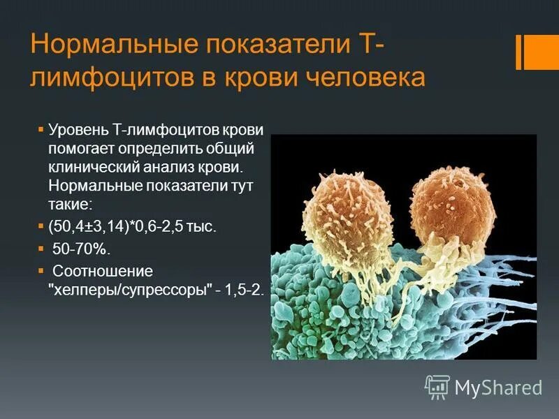 Лимфоциты 4 2. Т лимфоциты строение. т лимфоциты презентация. т-лимфоциты норма. т лимфоциты строение и функции.