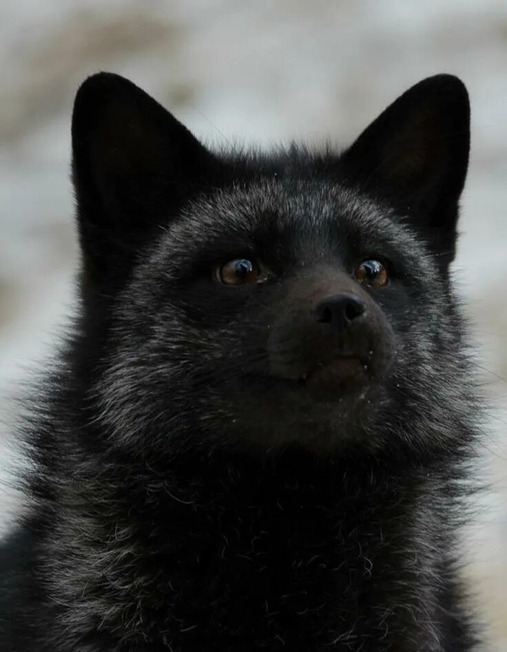 Черный лис привокзальная. Черный лис сургут. Черный лис привокзальная. Песец чернобурка. Черный лис привокзальная.