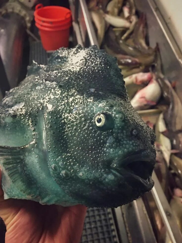 Fishnews: "Заграничным экспортерам расскажут о правилах ввоза глазированной рыбы