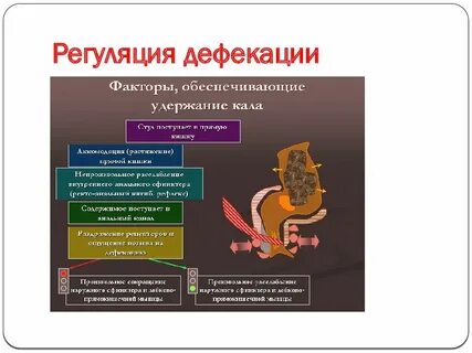 Что такое дефекация у мужчин