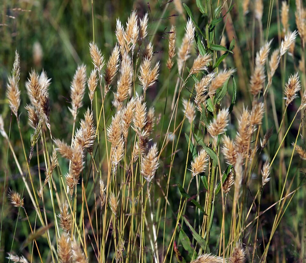 Злаковые луговые. Anthoxanthum odoratum. Душистый колосок обыкновенный. Душистый колосок обыкновенный (Anthoxanthum odoratum l.). Мятлик Луговой злаки.