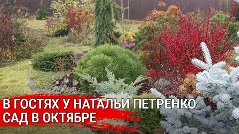 Клуб наталии петренко