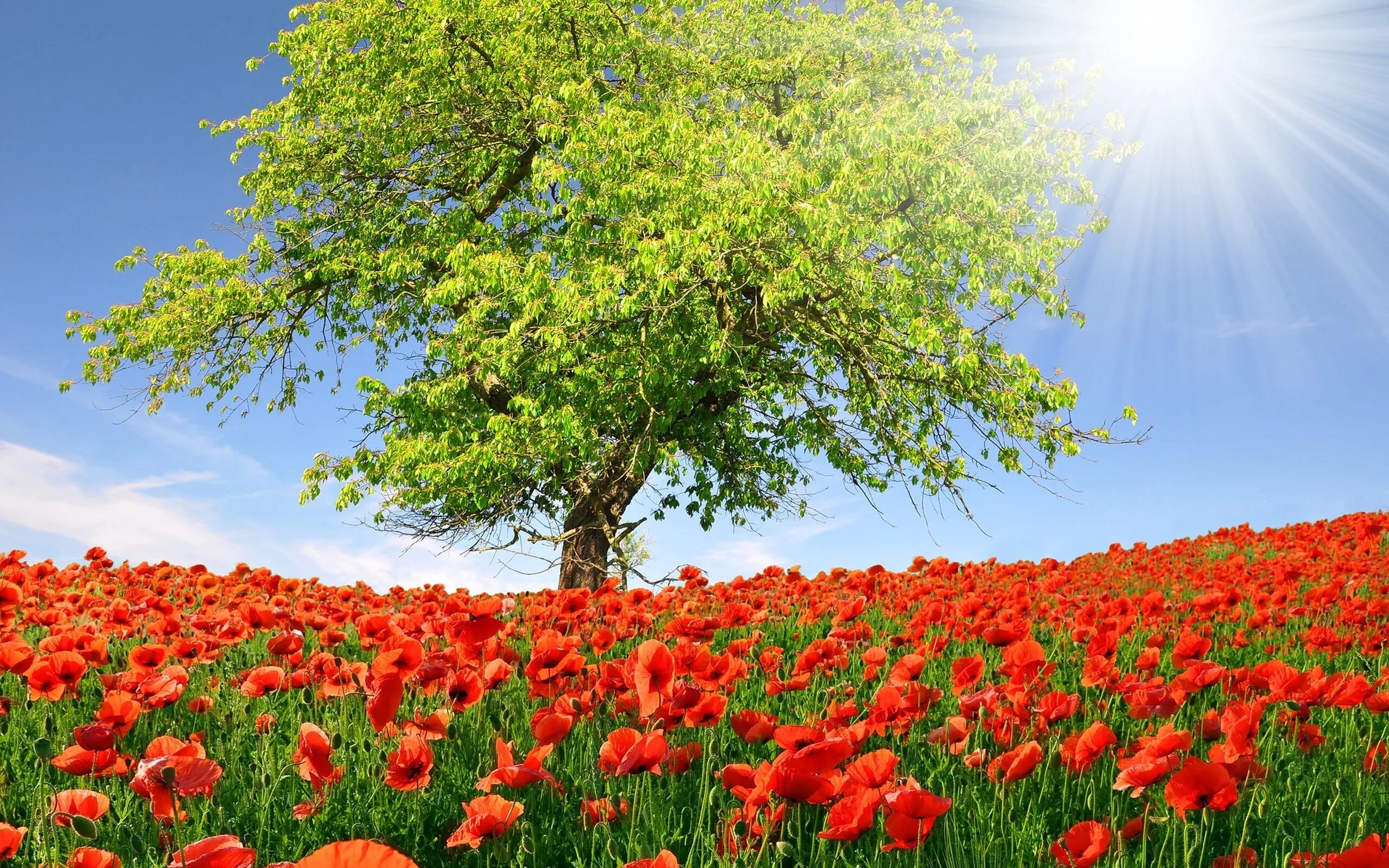 Поляны 6. Снт лесная поляна 6 кукшево егорьевск. Гилёвская роща 6. Поляна 6. Поляна 6.