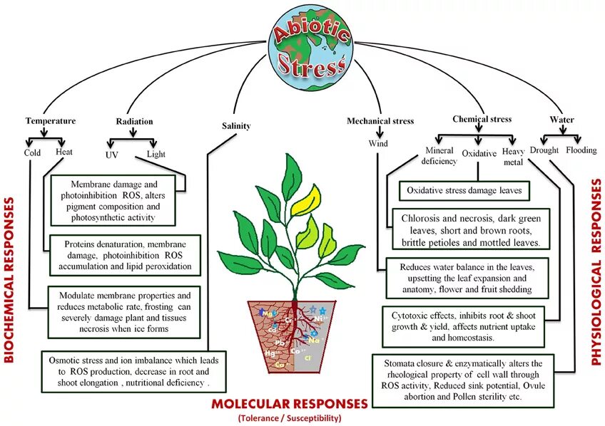 Стресс у растений. Physiological process in Plants. Biotic and abiotic stress of Plants. Effect of temperature on Plants. Effect plants