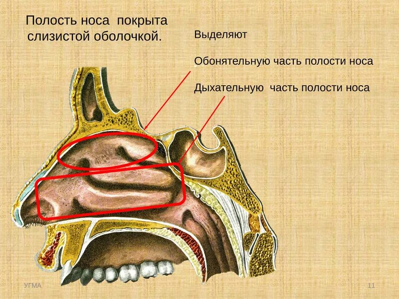 Обонятельная и дыхательная области носовой полости. Обонятельная и дыхательная части полости носа. Обонятельная и дыхательная области полости носа анатомия. Дыхательная часть носовой полости. Слизистые оболочки носовых ходов