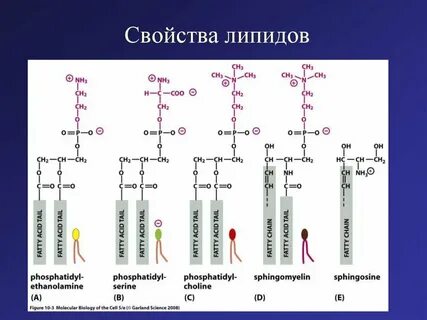 Липид профиль