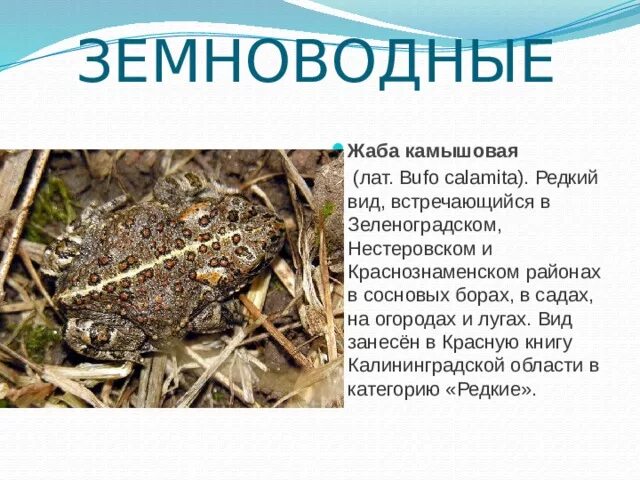 Презентация по земноводным. Значение и охрана земноводных. Земноводное красной книги. Зелёная жаба красная книга. Земноводное красной книги.