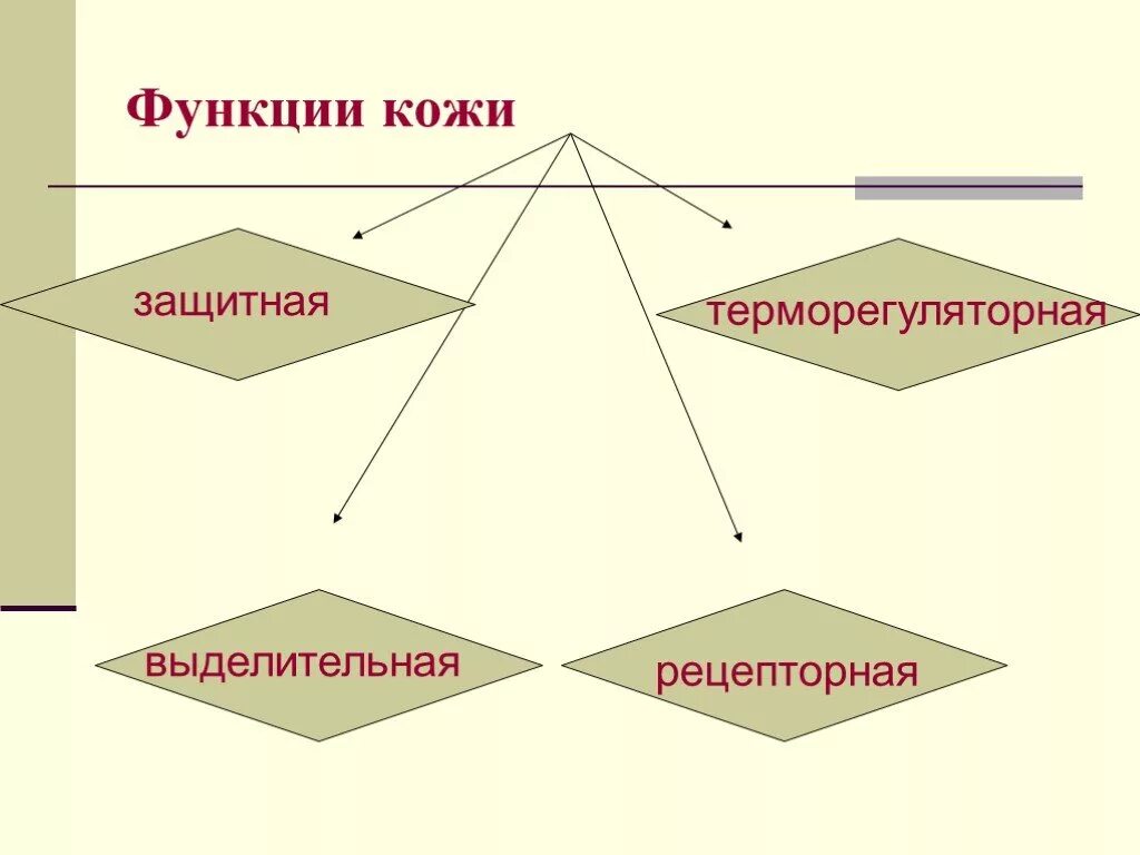 Функции кожи человека 8 класс. Схема функции кожи. Функция кожи человека схема. Функции кожи: защитная, выделительная, рецепторная, теплоотдачи..